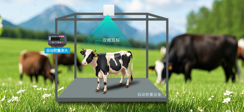 智慧畜牧，精準(zhǔn)無憂